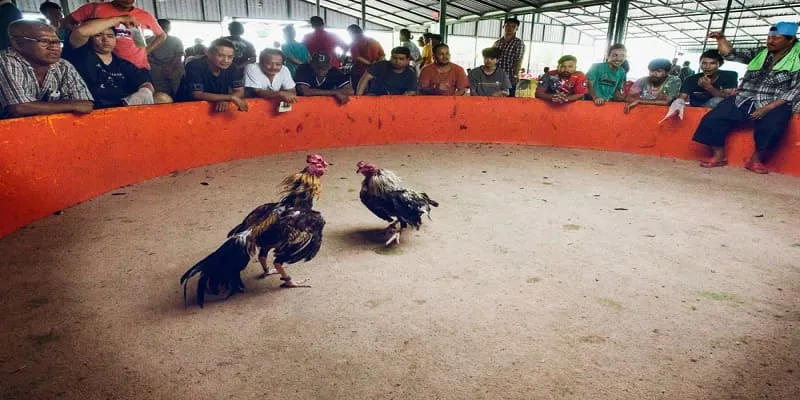 Địa điểm uy tín để coi đá gà trực tiếp